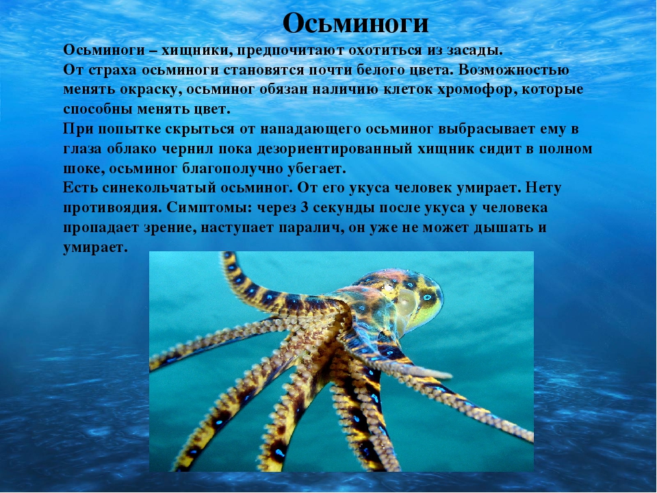 Нектоны- это